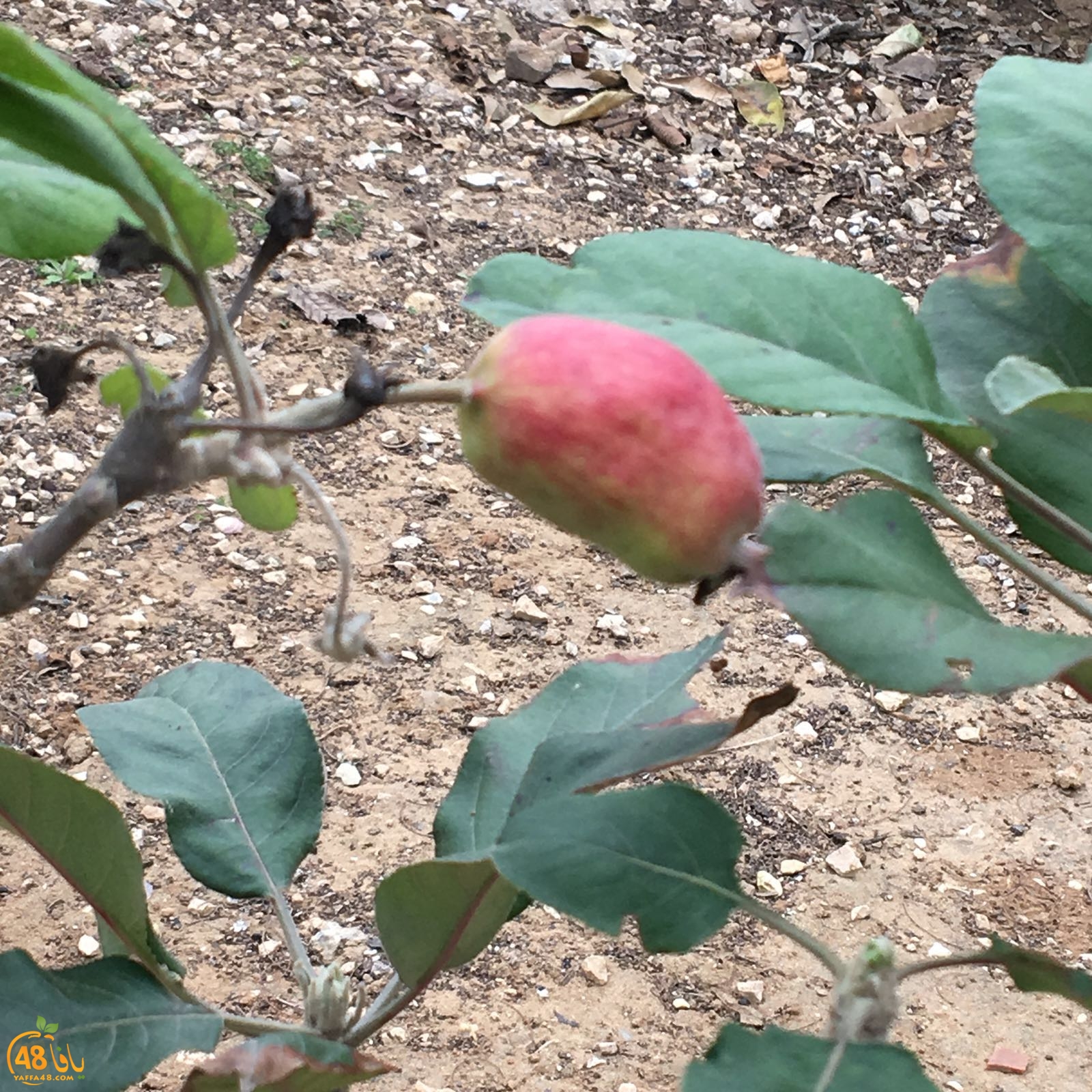 3ali turkaa (11).jpg